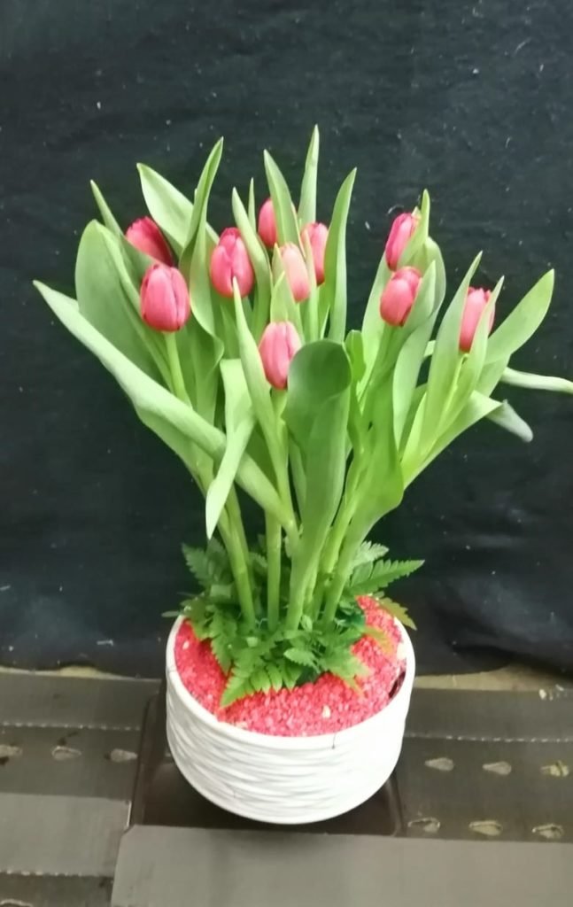 Tulipan